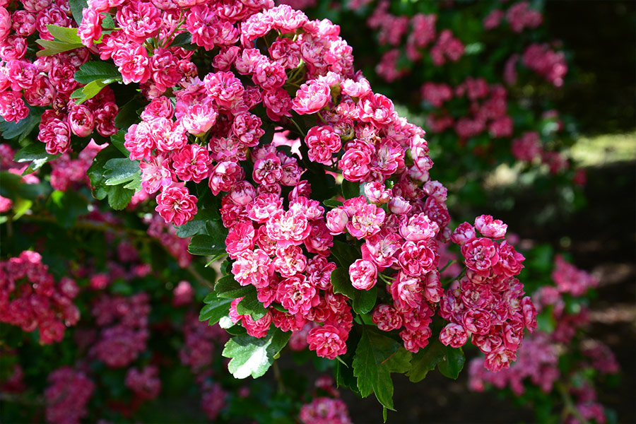 Tree pink flowers blossom