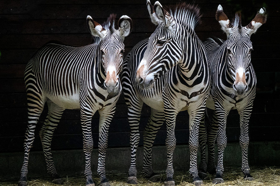 Three stripes black and white zebras