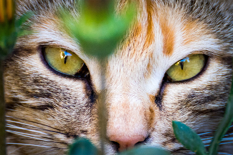 Green eye cat