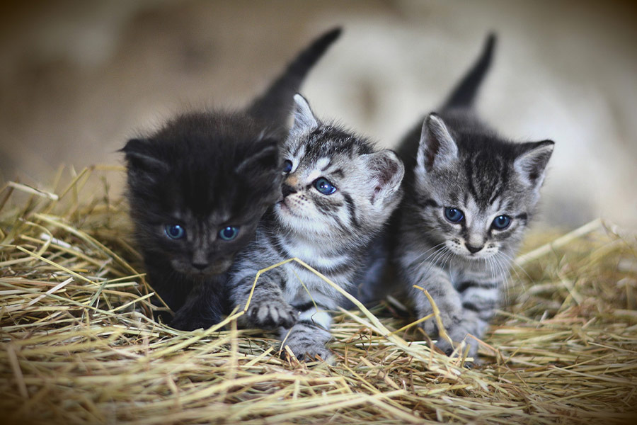 Three fur kittens