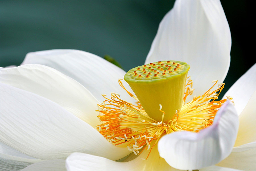 White lotus flower