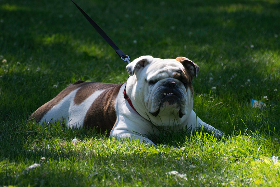 Old english bulldog