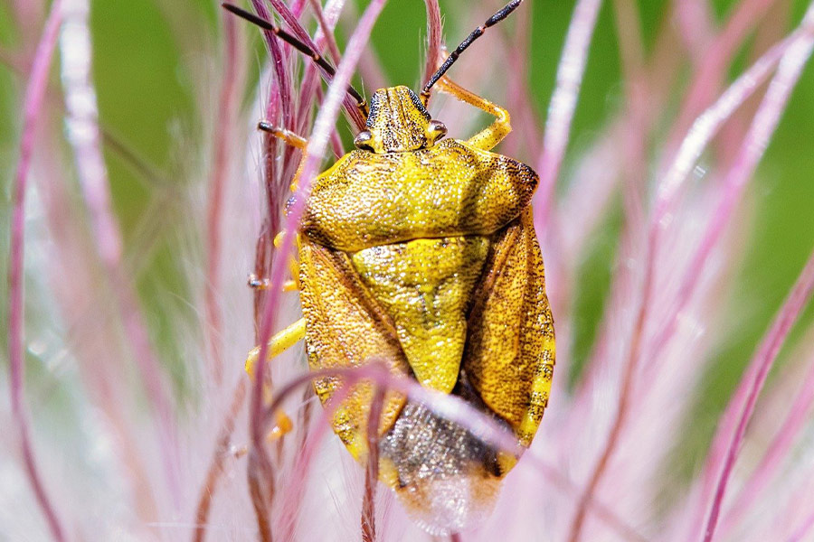 Shield stink plant bug insect