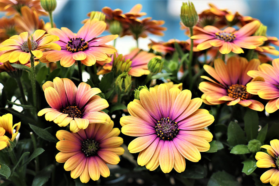 African daisies flowers with yellow petals