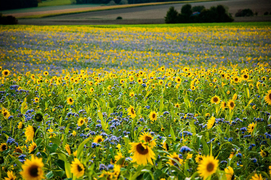 Nature field sunflowers phacelia