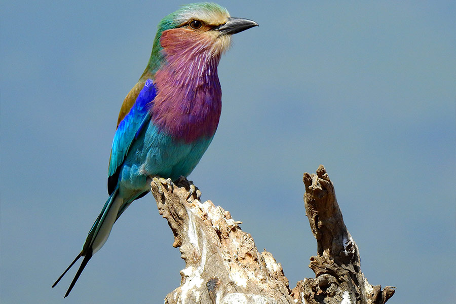 Free range collector birds