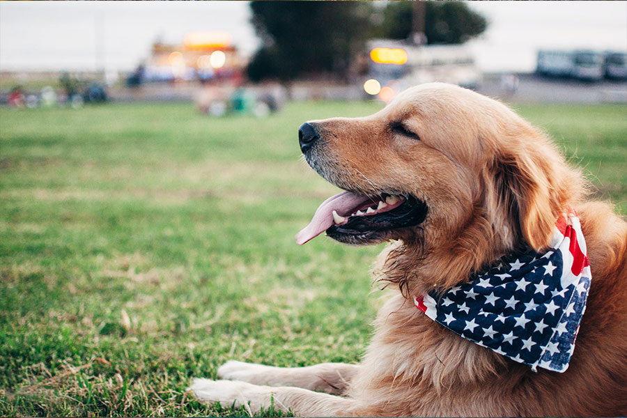 Dogs with american tie