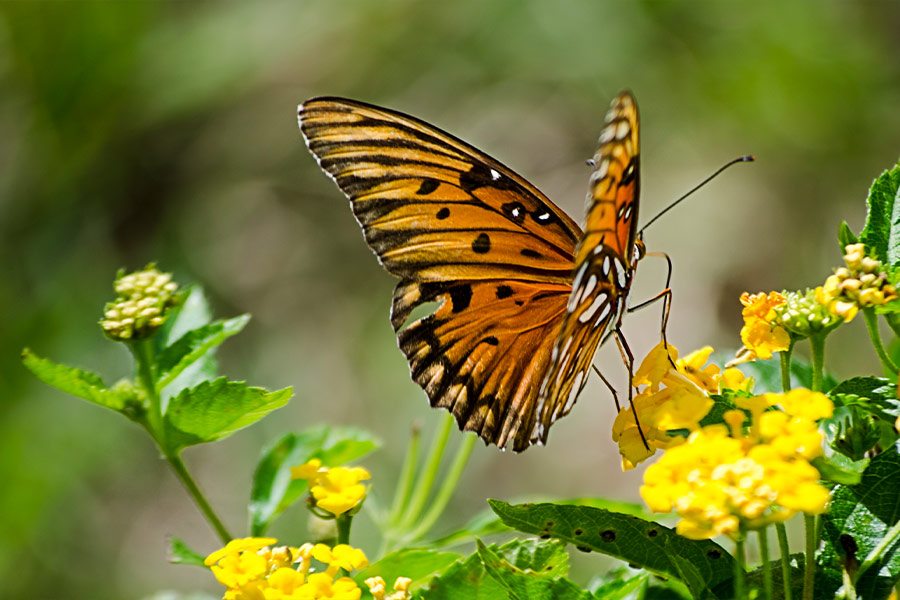 Nature flower with butterfly