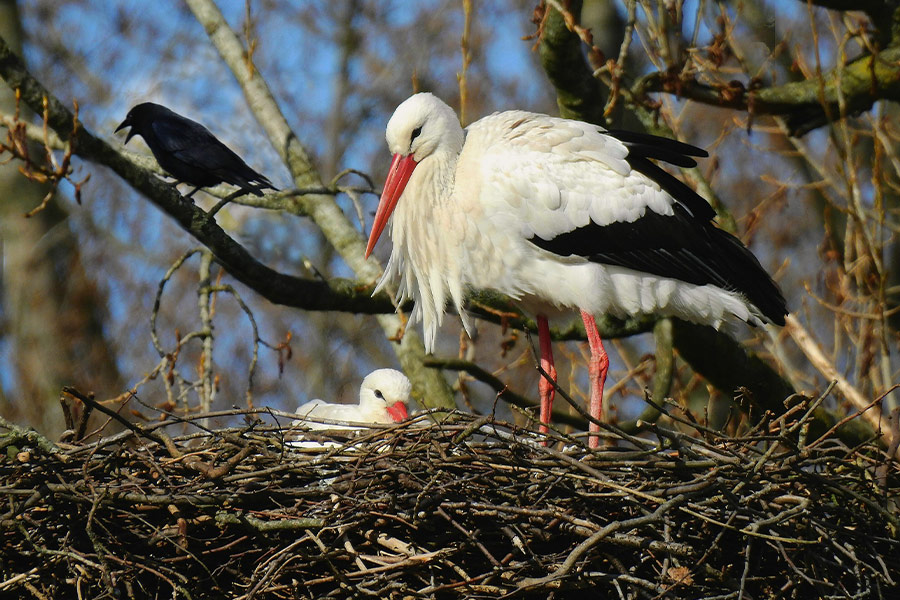 Mother stork