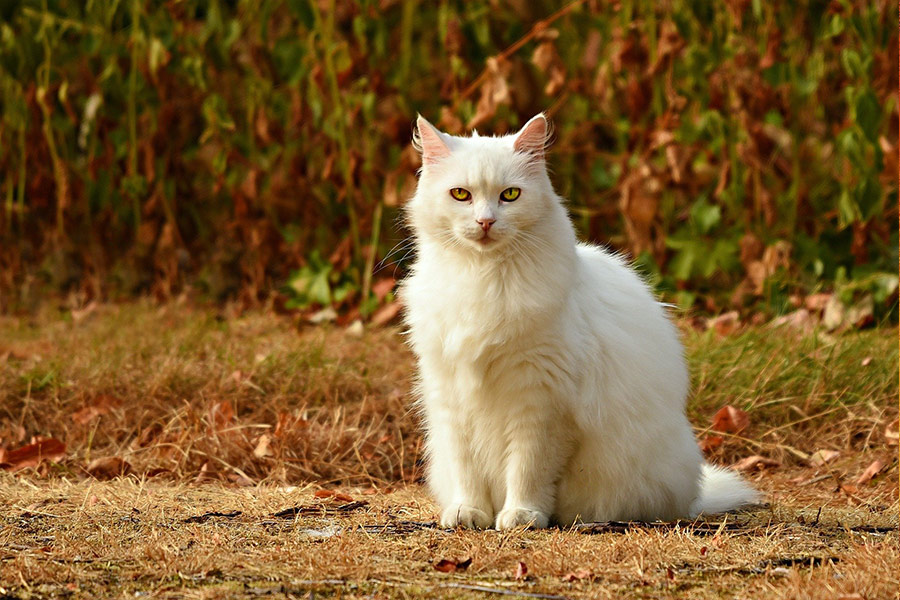 White hairy cat