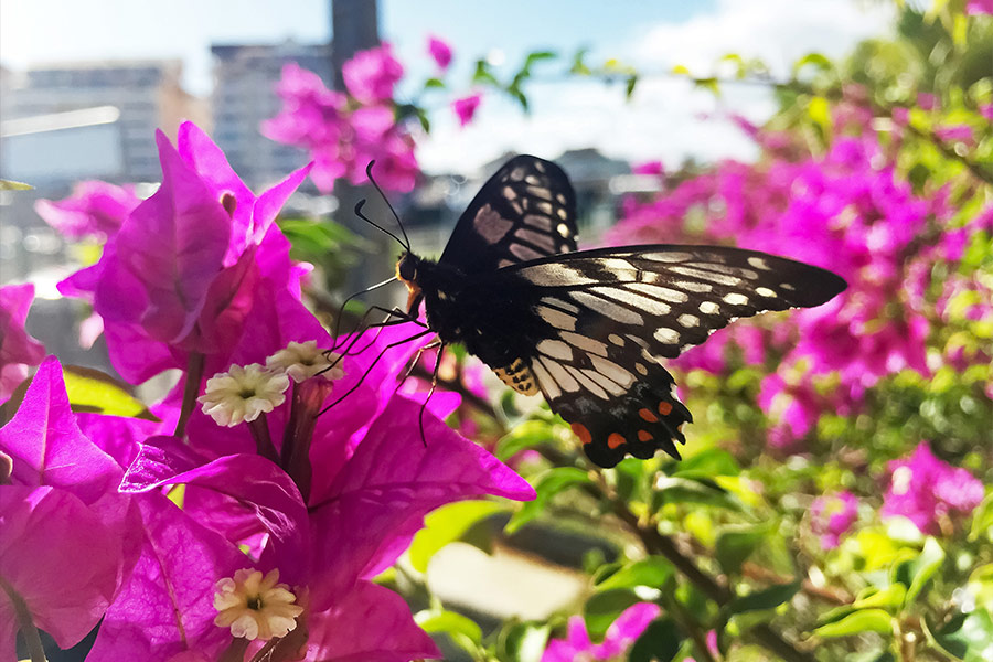 Swallowtails butterfly in the flowers