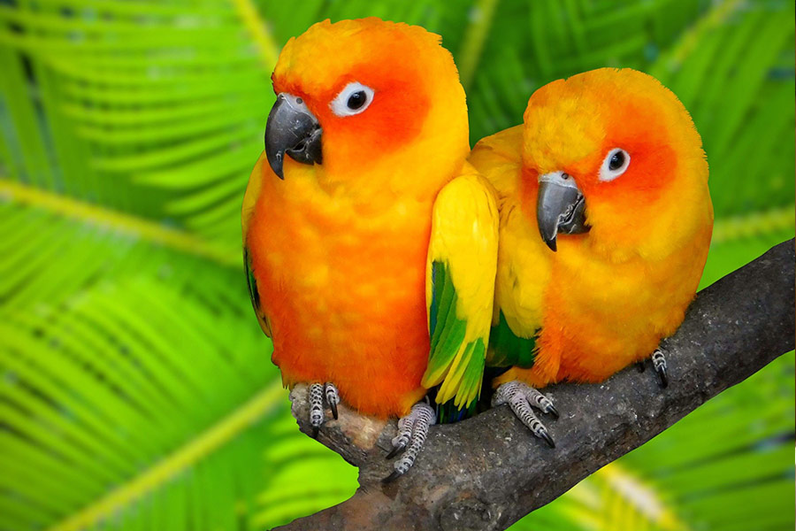 Two cute birds