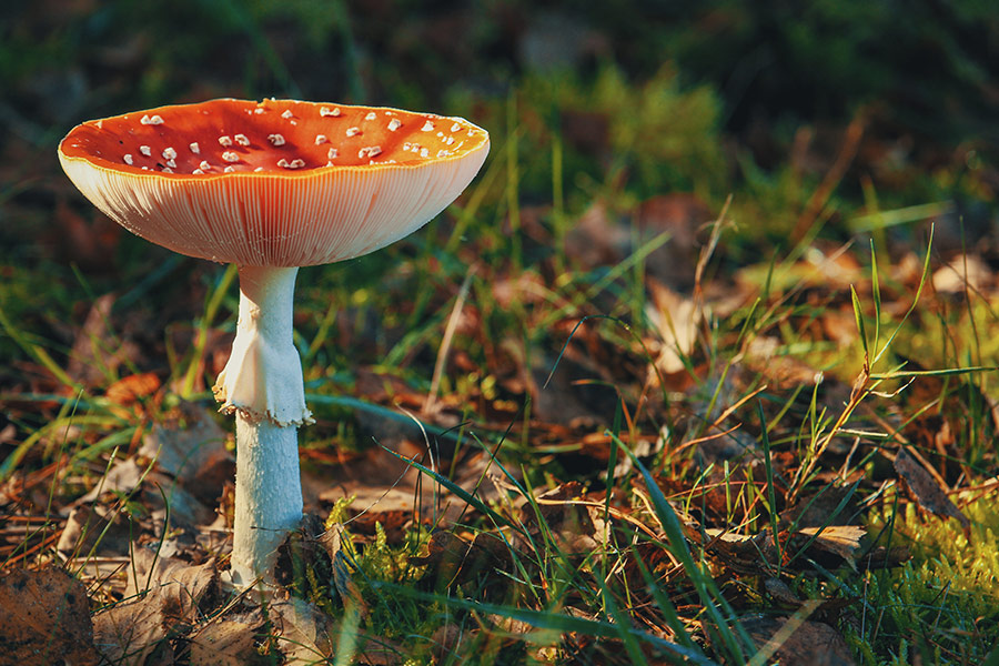 Mushrooms fungus flora edible