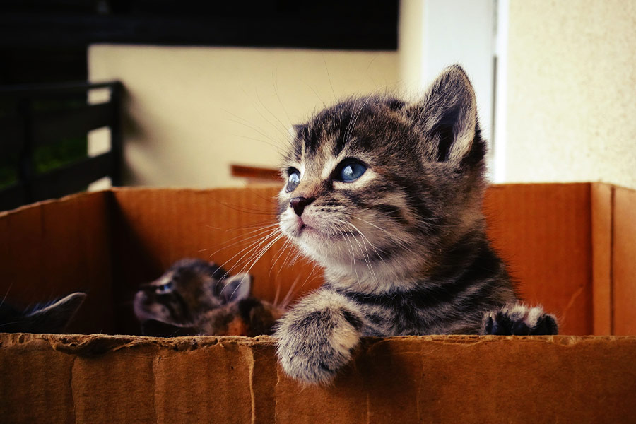 Baby kitten in box