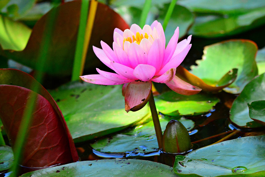 Pink water lily