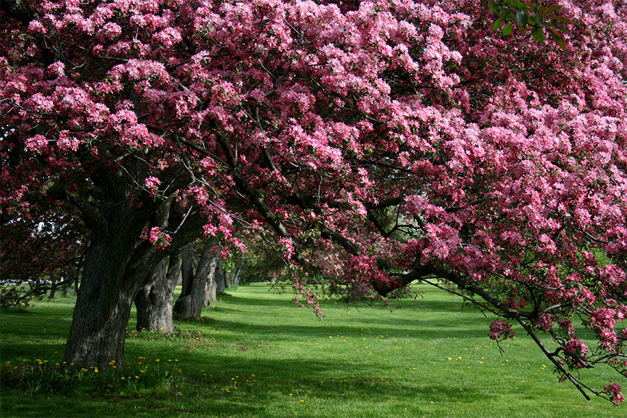 Apple trees blooming flowers