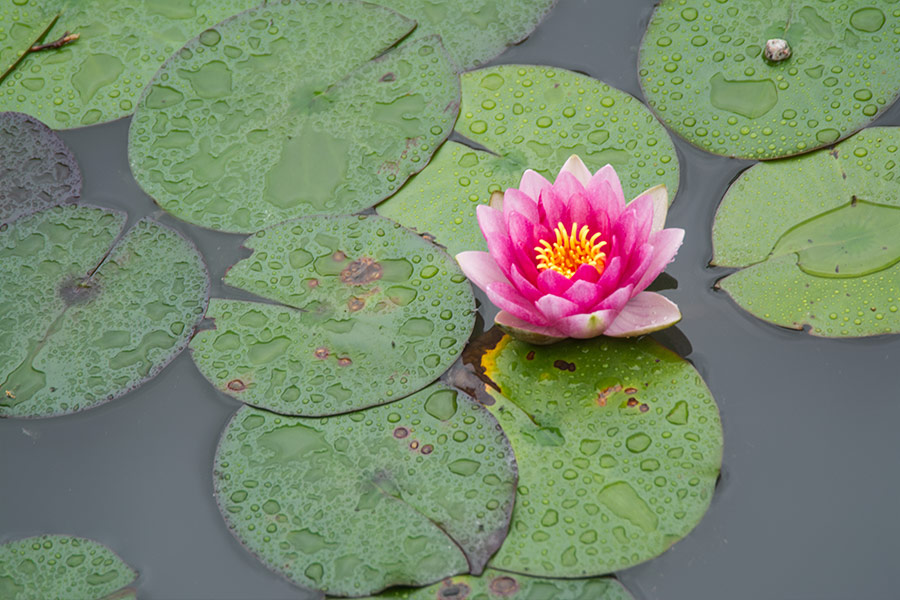 Chinese garden pond water lily close up