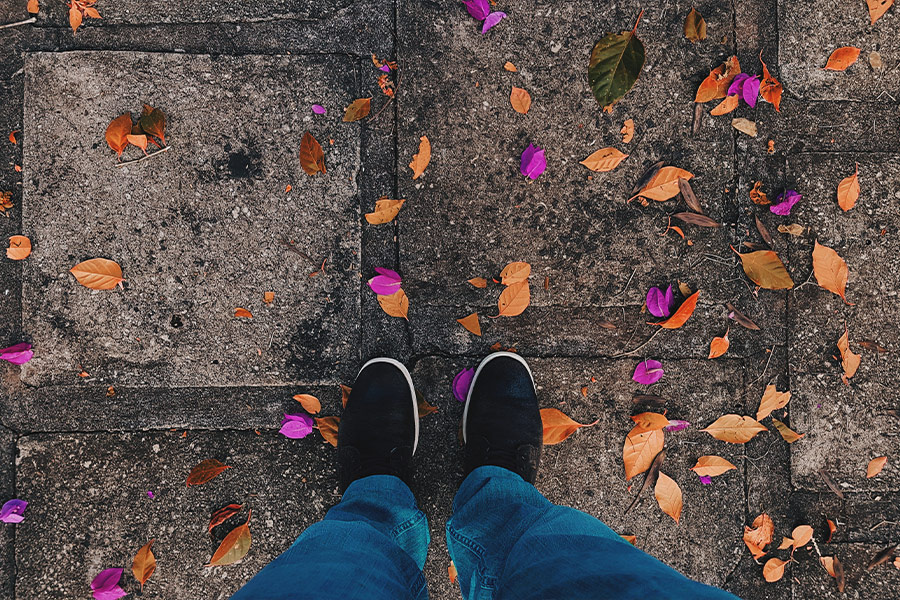 Dried leaves in the ground