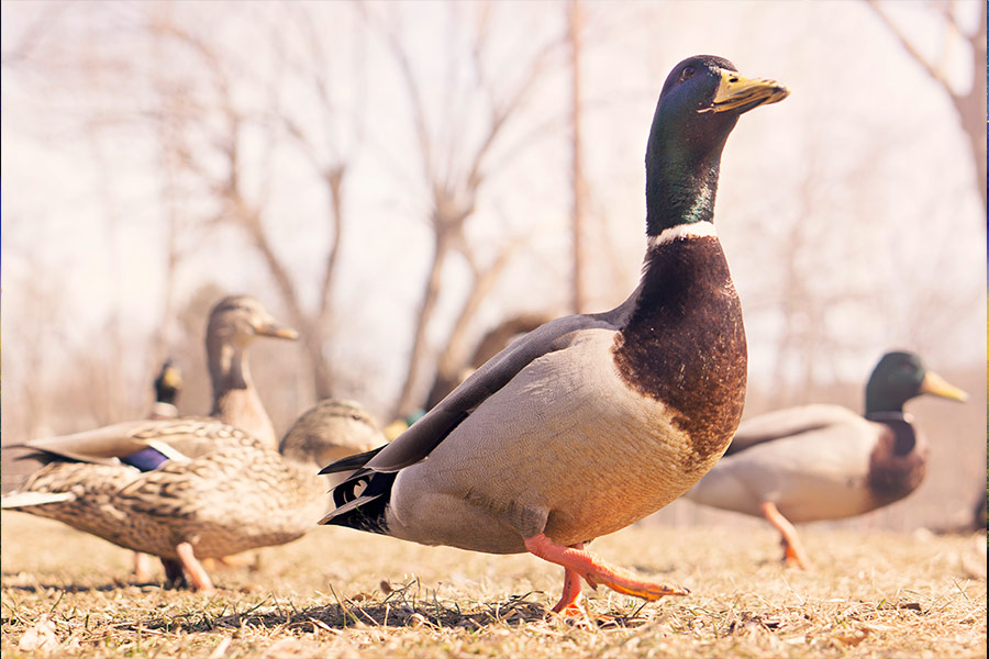 Mallard duck in the Philippines