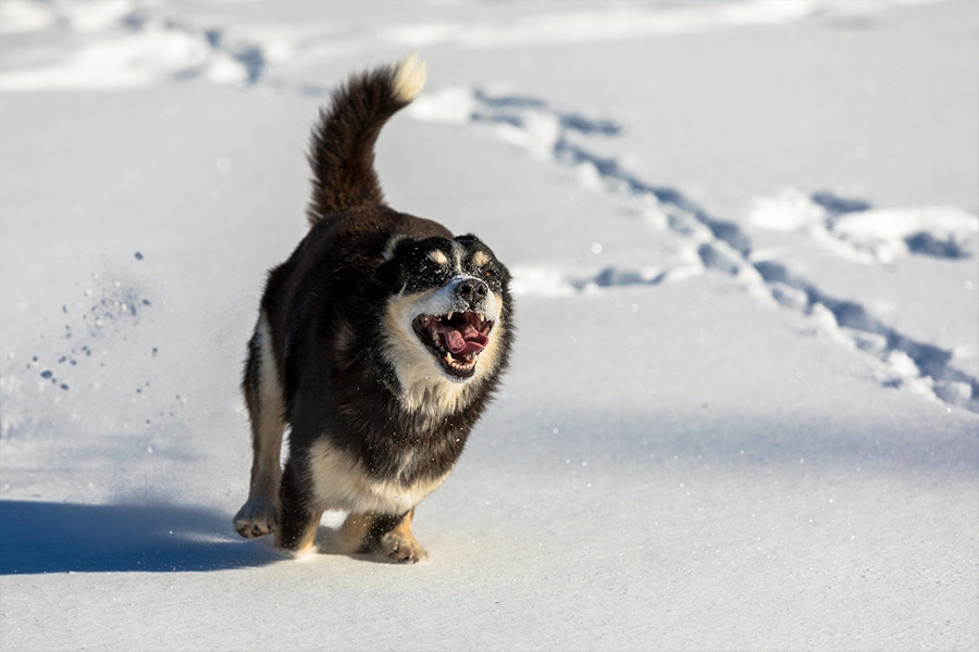 Happy dog in the snow