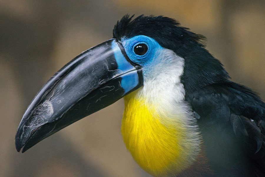 Toucan bird photo