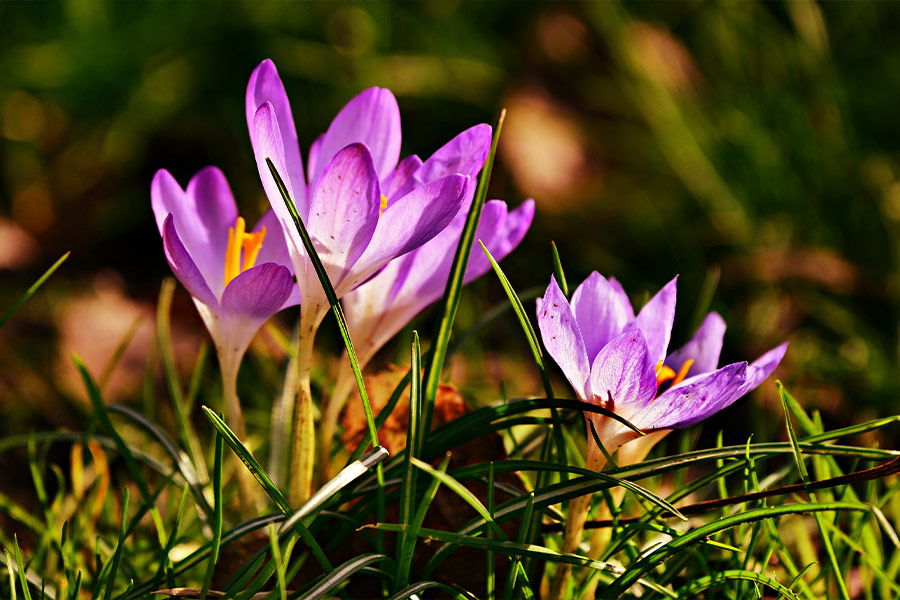 Crocus flowers