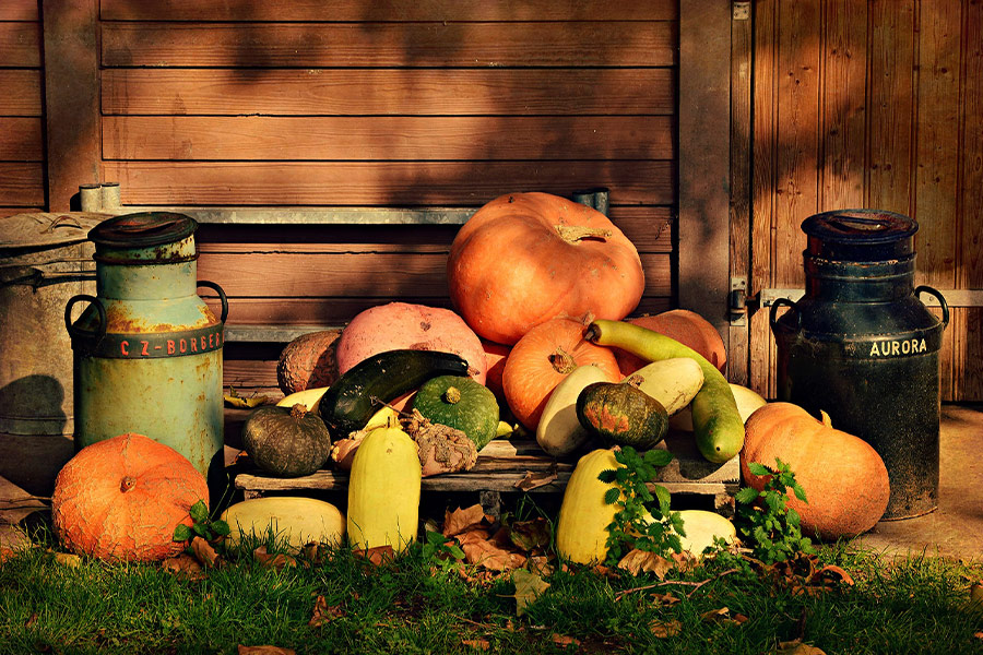 Different kinds pumpkin