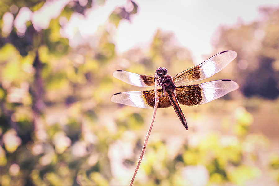 Dragonfly photo