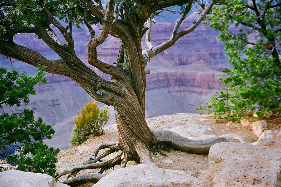 Grand canyon