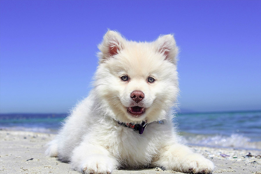 White husky puppy