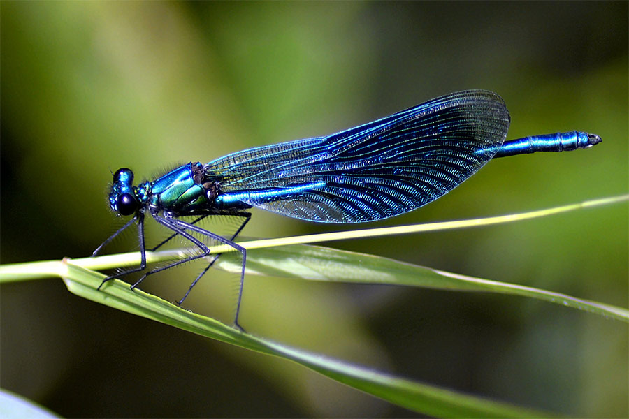 Blue dragonfly