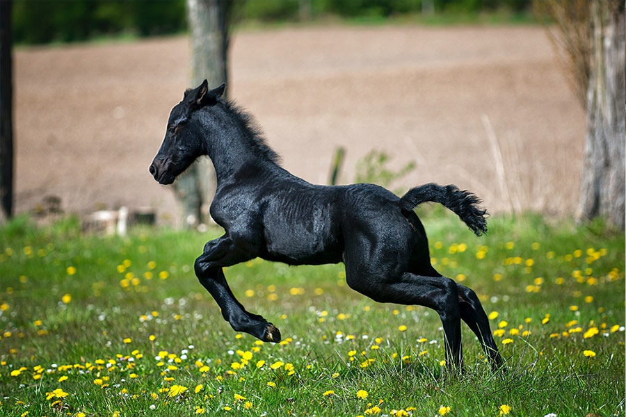 Cute baby black horse