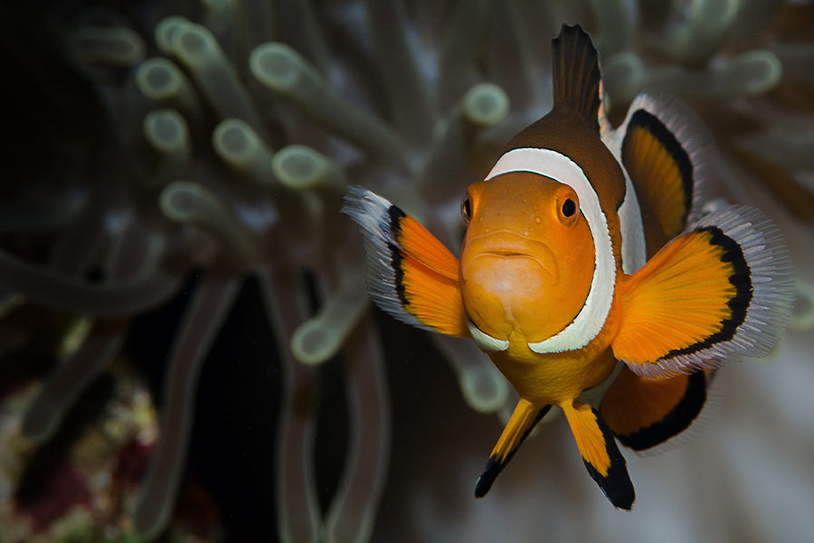 Ocellaris clownfish