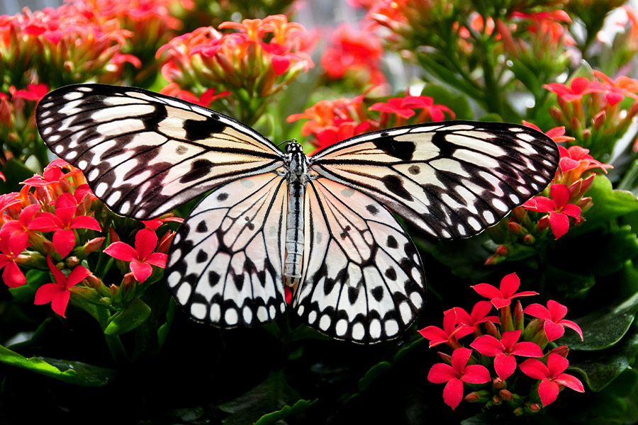 Beautiful butterfly and flowers