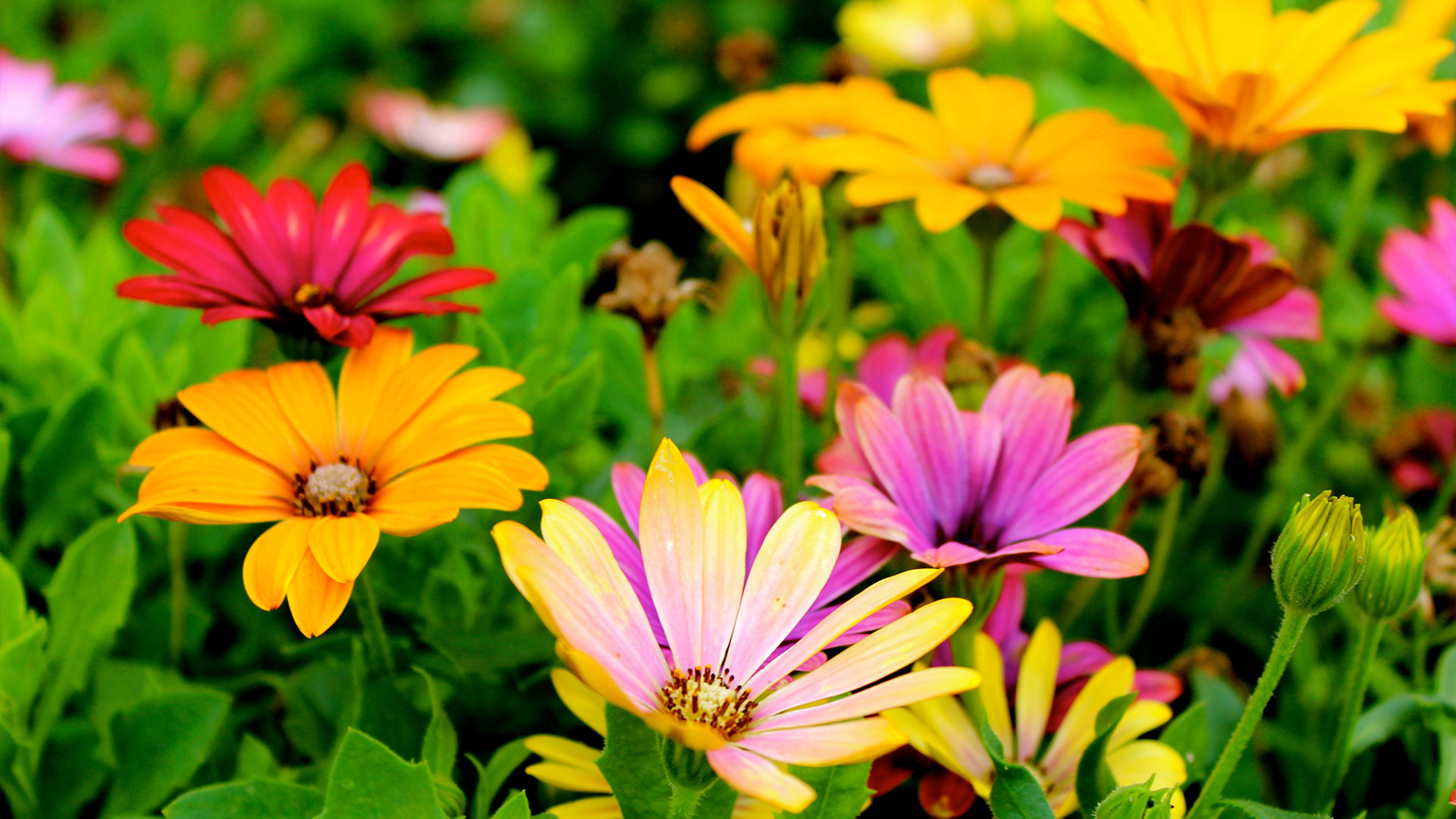 Beautiful colorful flowers
