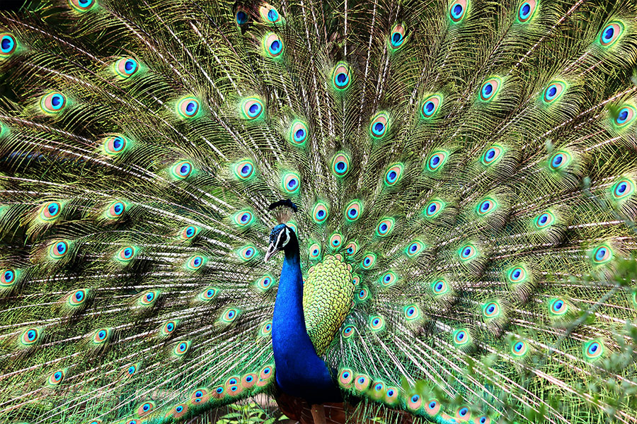 Blue and green peacock