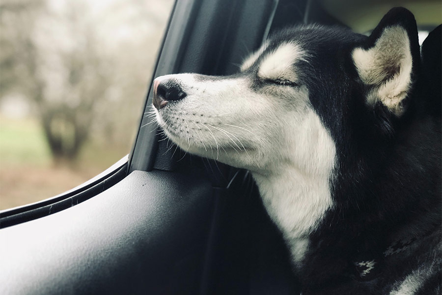 Chilling dog in the car