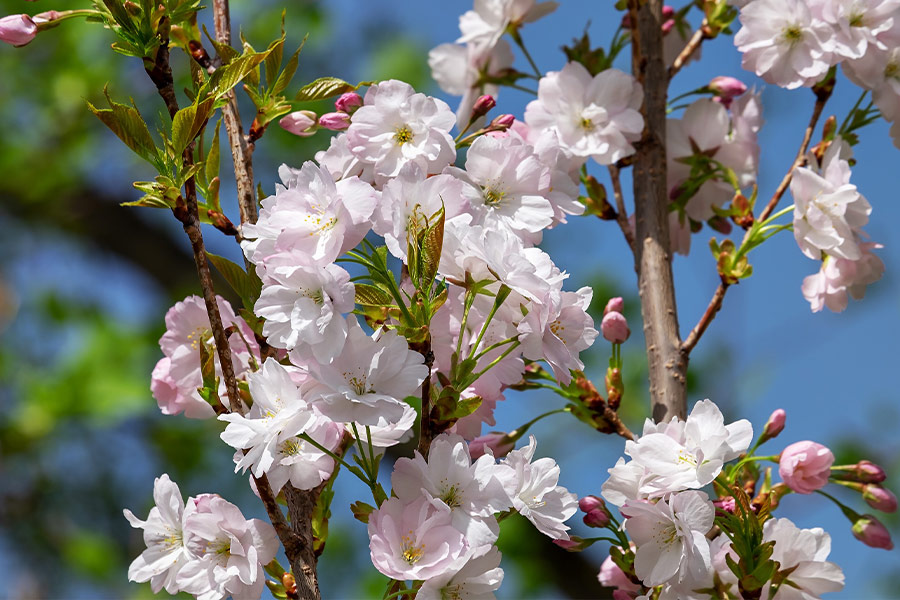Japanese column cherry prunus serrulata