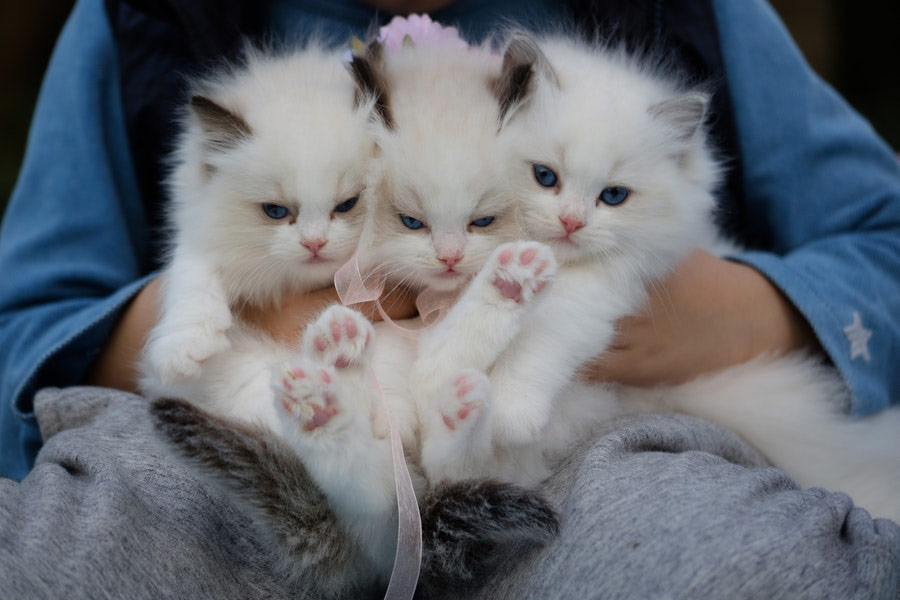 Three white kittens