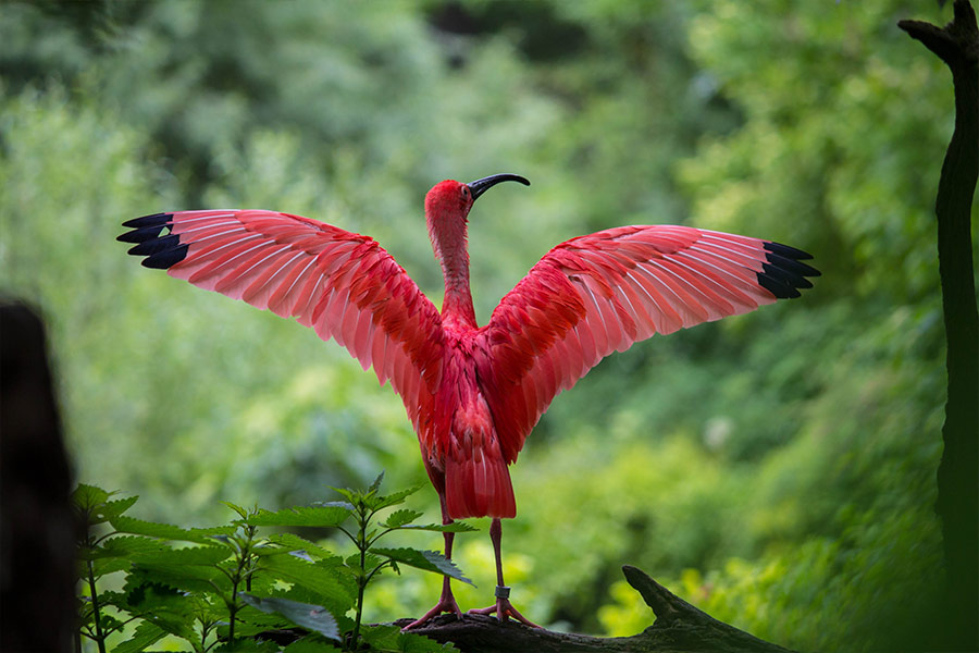Red Ibis spreading its wings