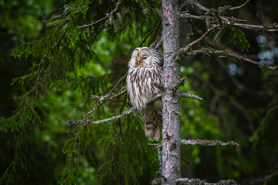 Brown owl on brown tree branch
