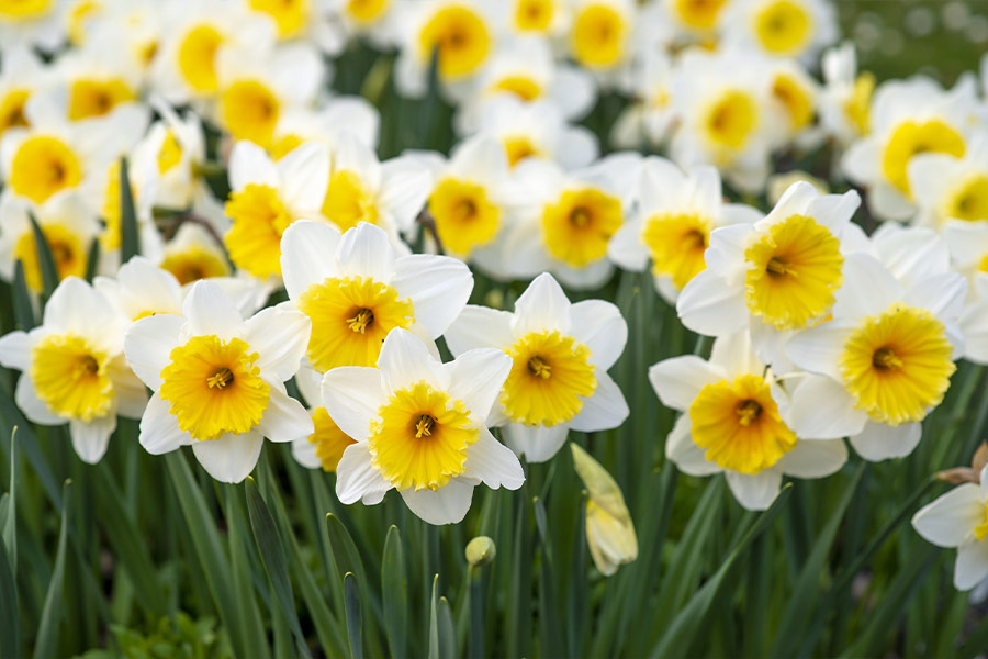 White and yellow flowers