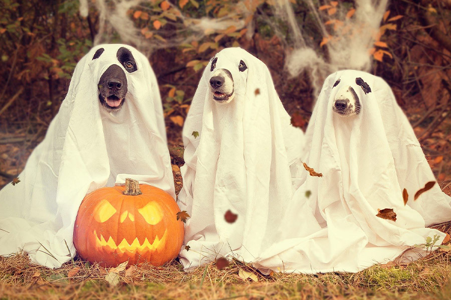 Pumkins autumn halloween