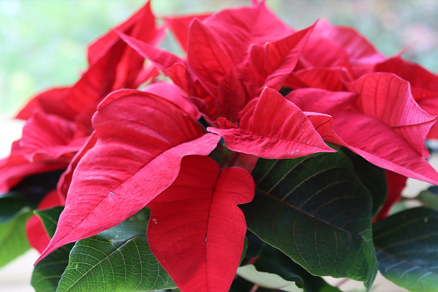 Poinsettia flower christmas plant decoration