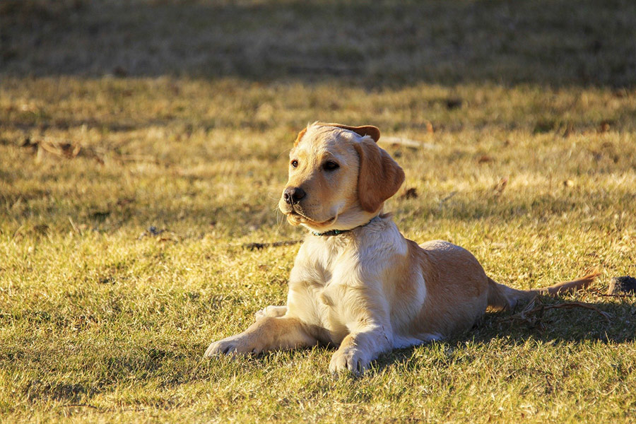 Golden retriever puppy doggy