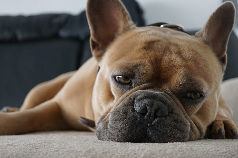 French bulldog tired on the couch