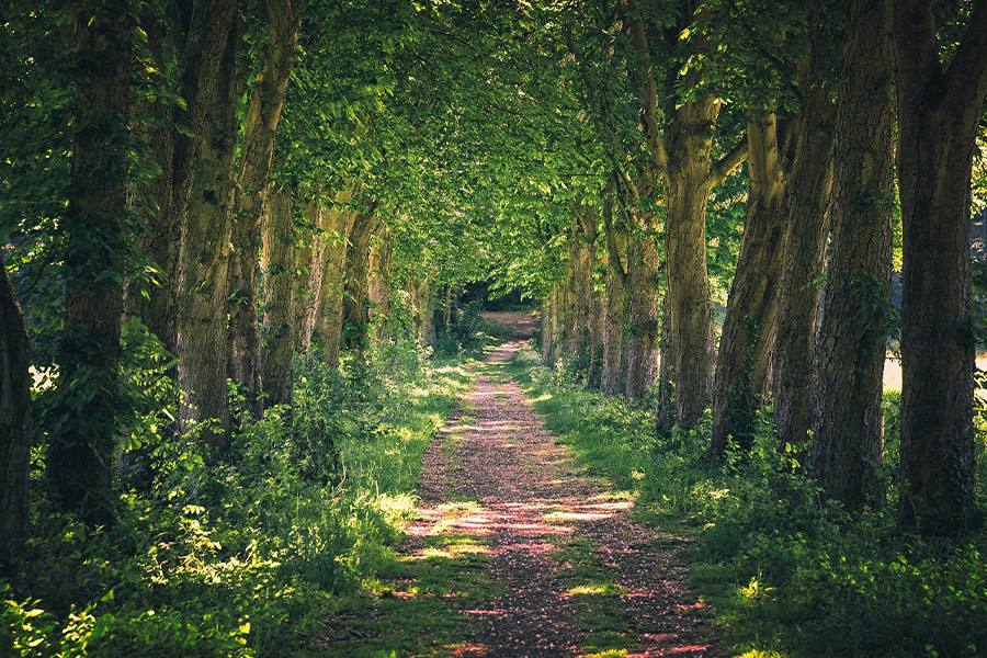 Avenue away nature