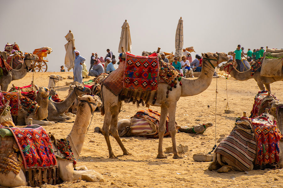 Bunch of camels Giza plateau