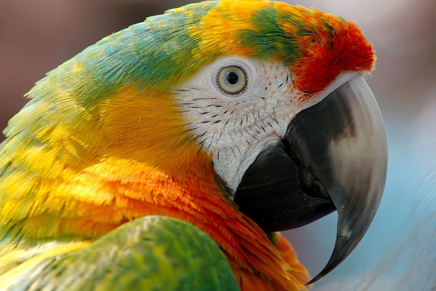 Hybrid parrot macaw bird