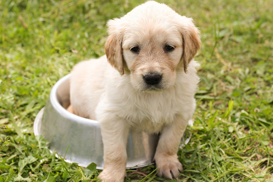 Golden retriever puppy